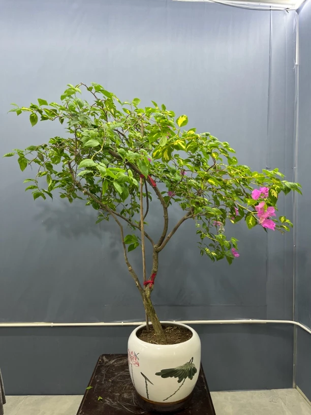 高垂飘金心双色三角梅