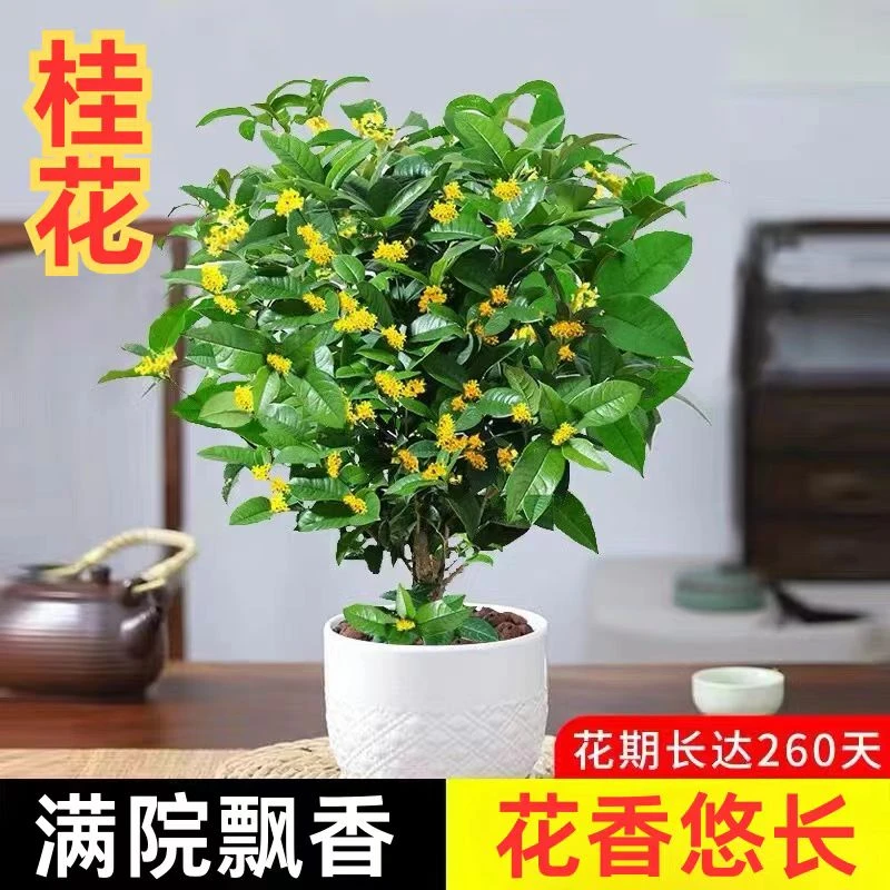 四季桂花多季节开花 盆栽地栽室内室外栽种耐寒耐热