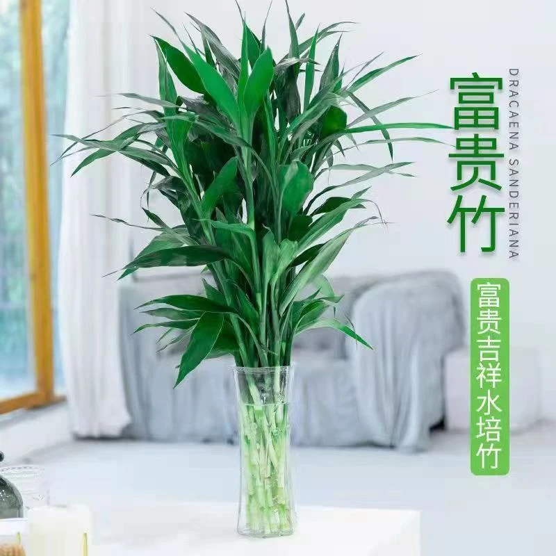 富贵竹水培植物转运竹观音竹招财竹室内净化空气绿植花卉四季水养