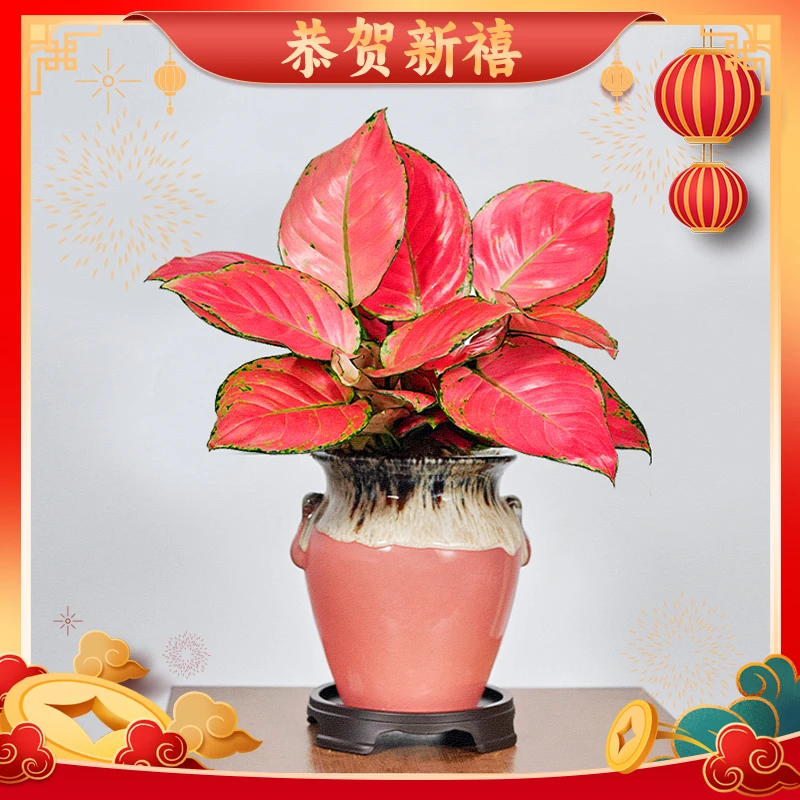 如意皇后吉利红红天使绿植物办公室内美观花卉盆栽好养绿植物盆栽