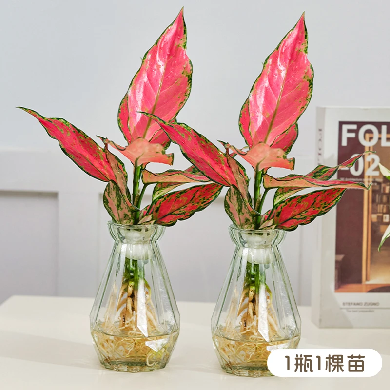 【拍一发二】如意皇后红天使发货颜色美观好养水培室内桌面绿植盆栽
