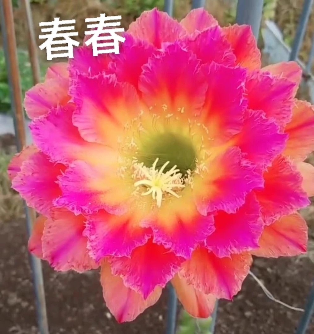 毛花柱-春春《无根侧芽》《满20包邮》直径4㎝+发货仙人球多肉植物