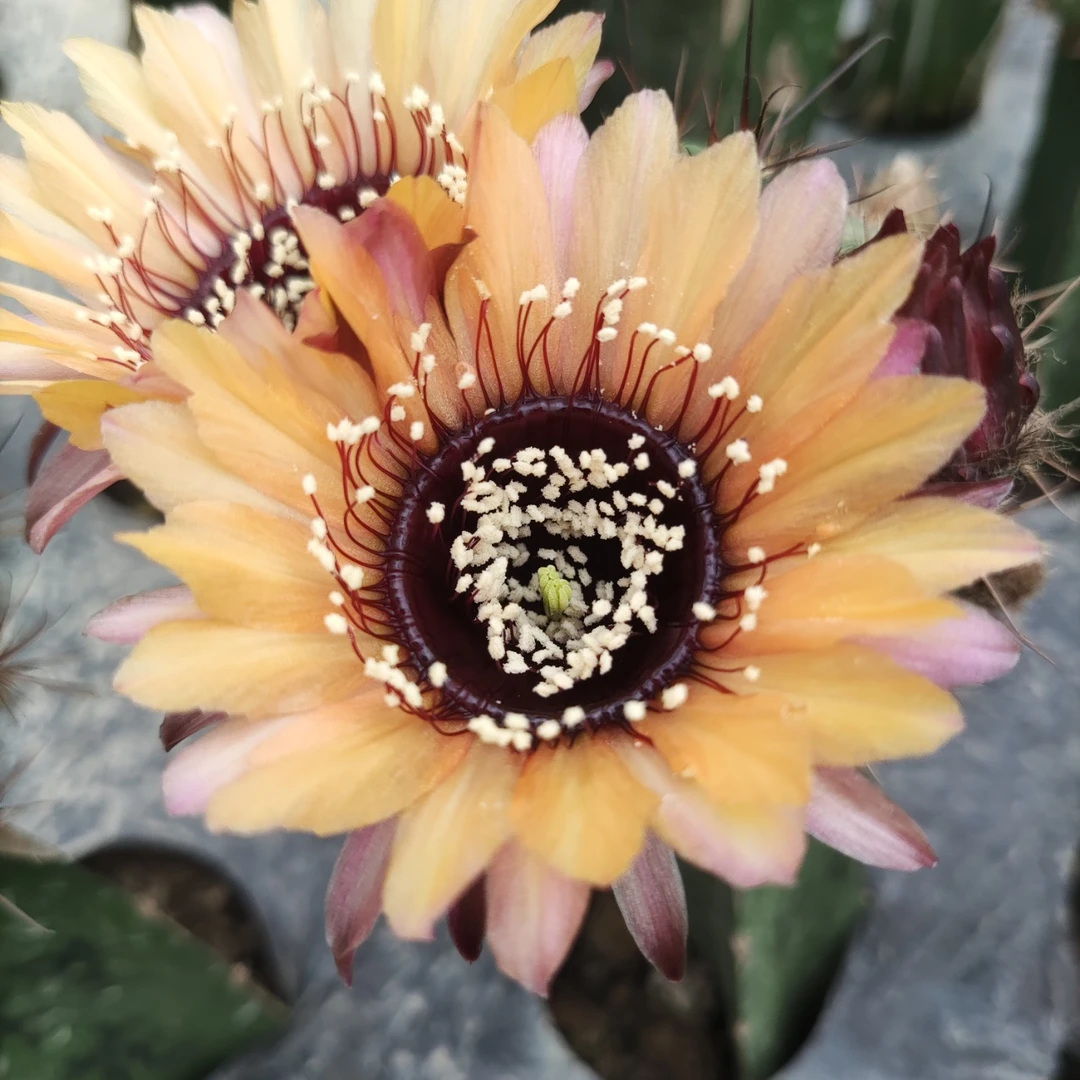 丽花属-橙花黑喉（黑刺袖蒲嫁接）（包邮）仙人球多肉植物开花球