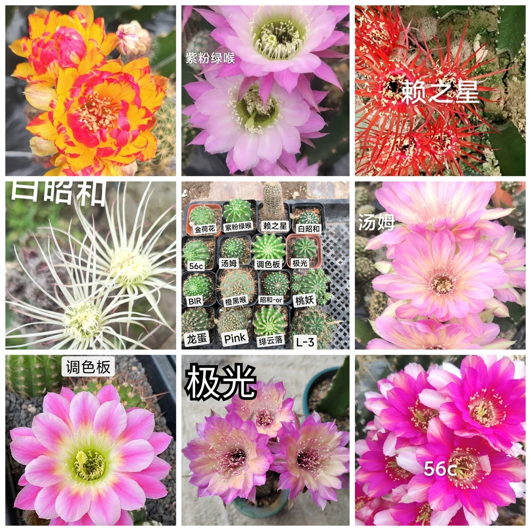 清棚丽花属套餐 16品种 有根 包邮 仙人球多肉植物