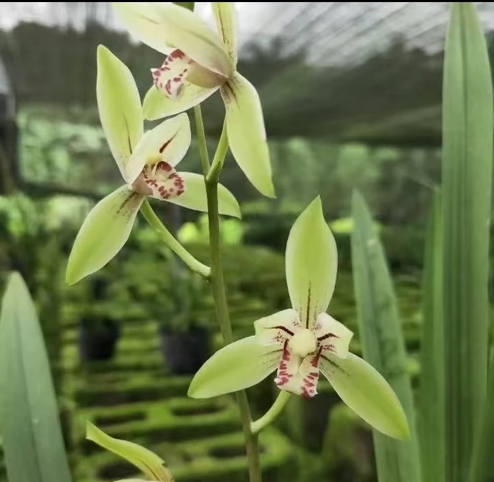 大青 四季兰 浓香型直立挻拨室内绿植盆栽花卉