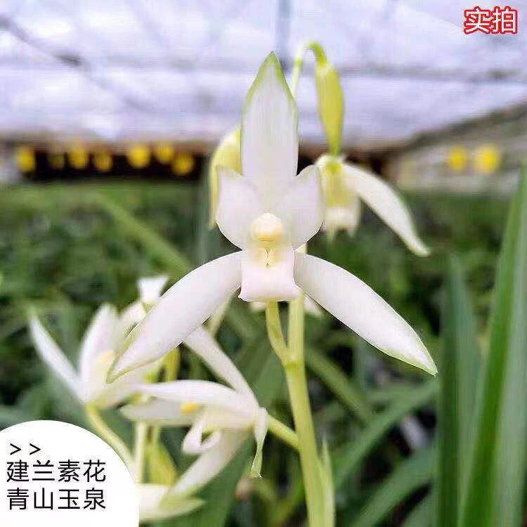 青山玉泉建兰四季兰浓香型花卉室内绿植盆栽香味实拍浓香原盆