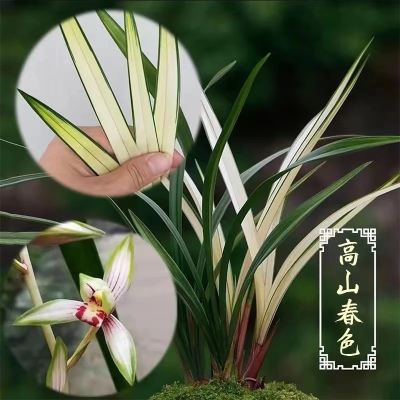 建兰铭品（高山春色）带中透线艺直播间小黄车专用