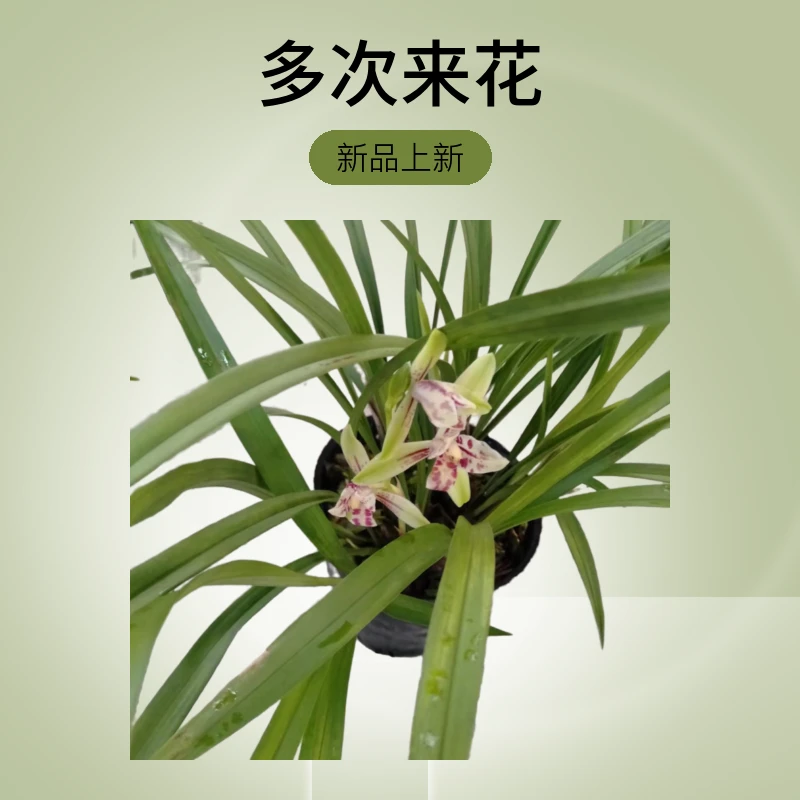 红三星  四季兰 浓香型 多次来花绿植盆栽花卉