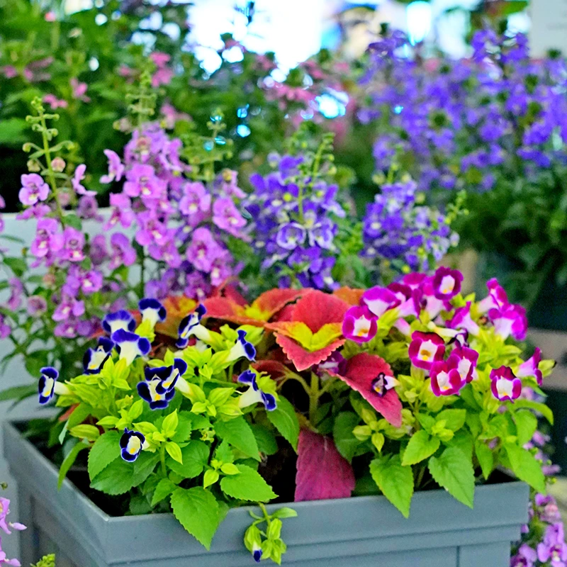夏堇花盆栽成品带花苞阳台庭院花园工程耐晒耐热四季开花绿植花卉