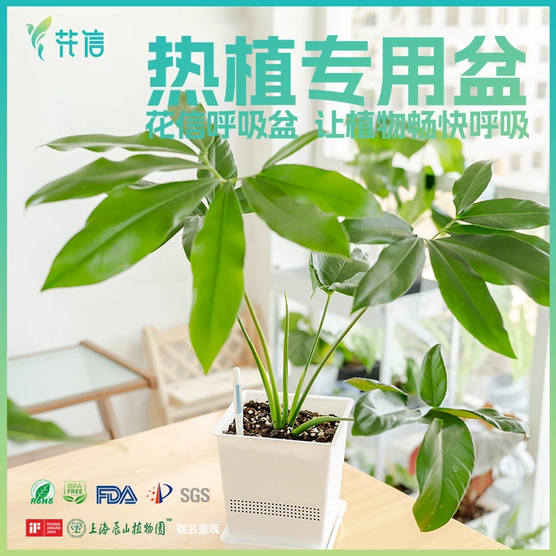 【弗兰克专属】花信呼吸盆热植花烛防烂根块根盆蔓绿绒专用透气耐用