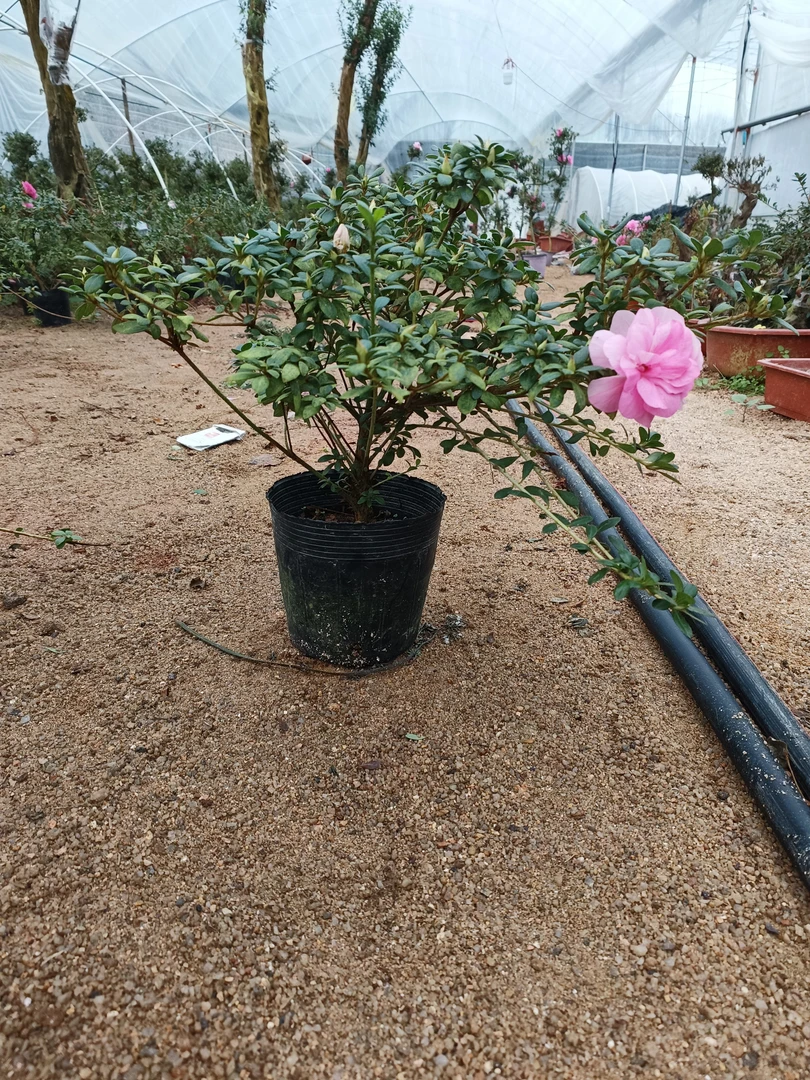 原生多色重瓣皋月杜鹃花鹃之舞