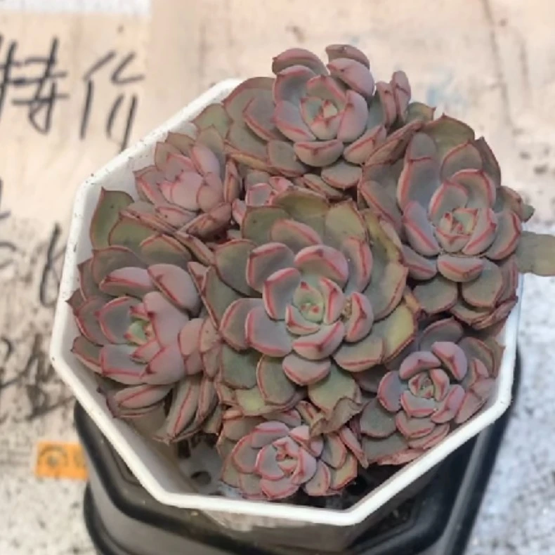 灰姑娘混发多肉【满15包邮不满15发片叶子】