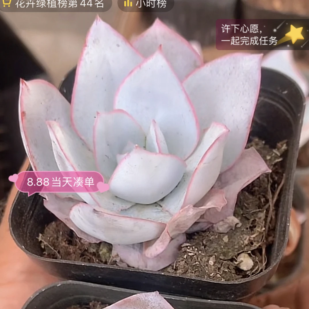 【满8.88包邮到货退运费】广寒宫 多肉 仙气满满
