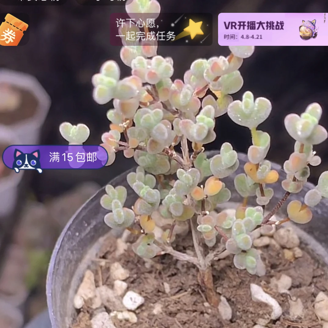 【当天满15包邮】小橘灯