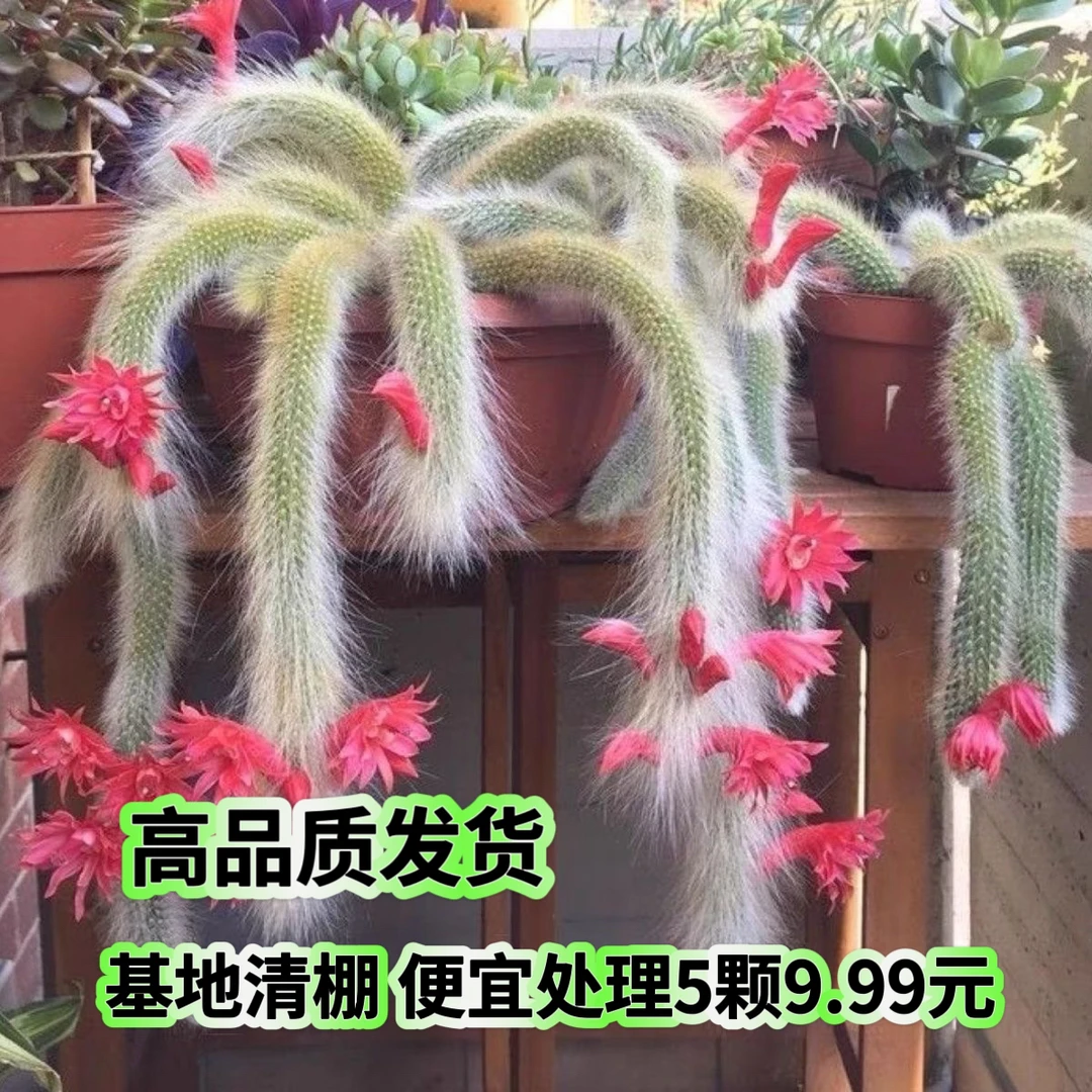 （一单包邮）高品质发货 九尾狐 5cm 基地直发