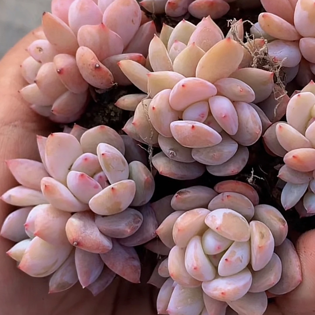 【满8.88包邮到货退运费】樱花橙 新小粉橙2-3厘米 多肉