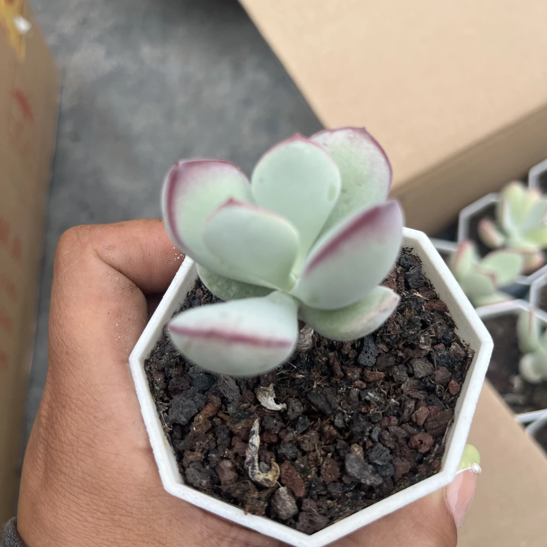 【当天满15包邮】非日系白眉精品