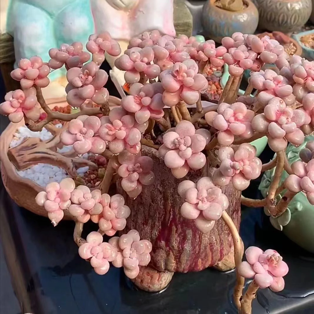 【满15包邮不满15发片叶子】艾伦 多肉