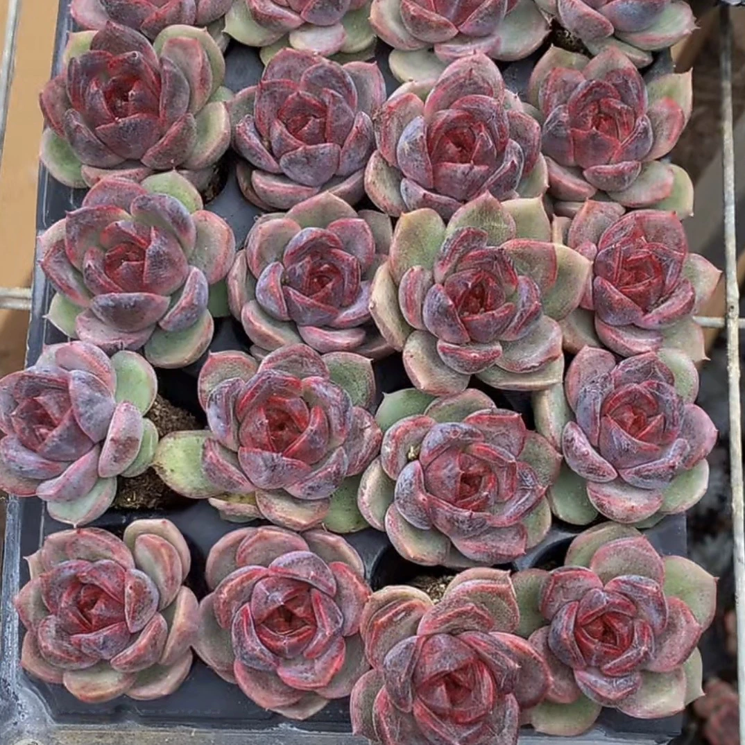 c4玄橙精品多肉福利多肉【满15包邮不满扣一单多肉发货】