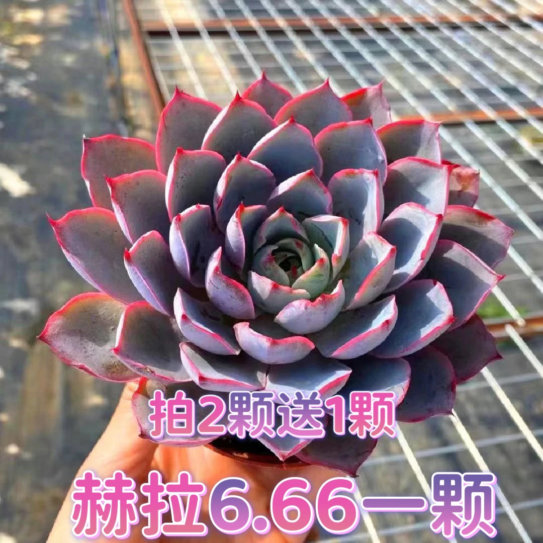 （一单包邮）赫拉 5-6cm 图片仅供参考以直播间为准