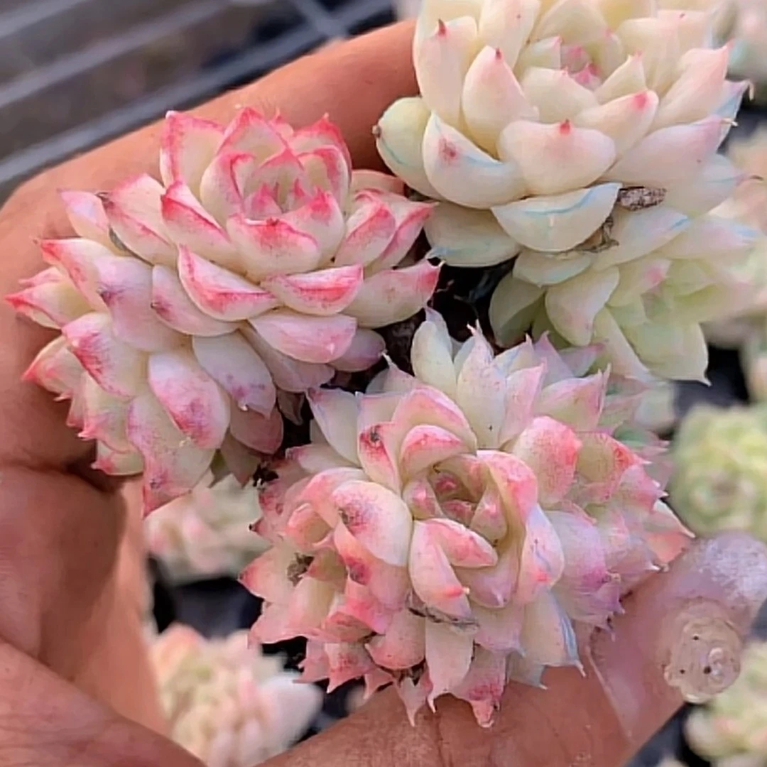 桃熏女王群生小苗多肉多肉【5.55包邮18送赠品】