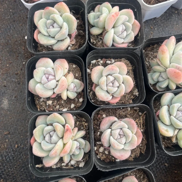 【满8.88包邮到货退运费】4-5cm 紫心冰玉 多肉