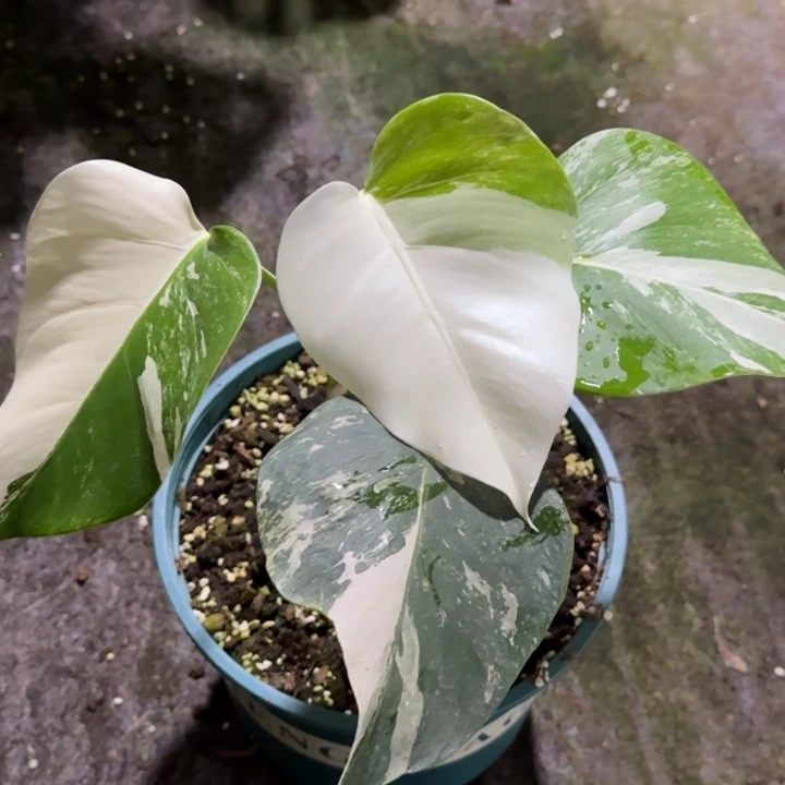 小*辣白龟111111111