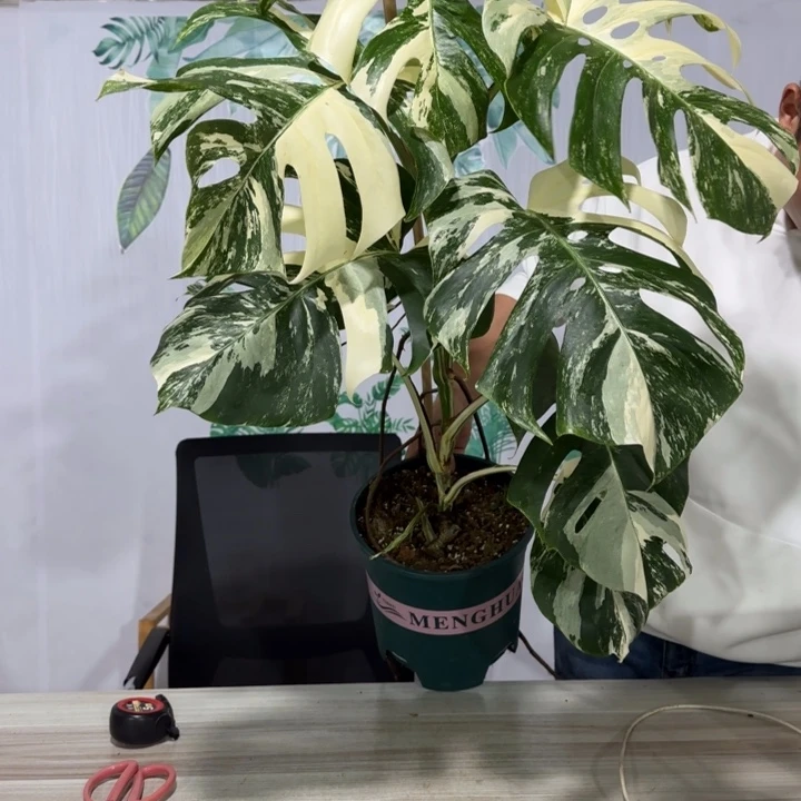 p***?白龟1111111111111