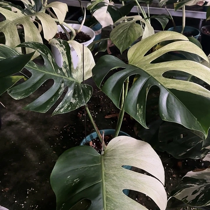 猛***_薄荷111111111111