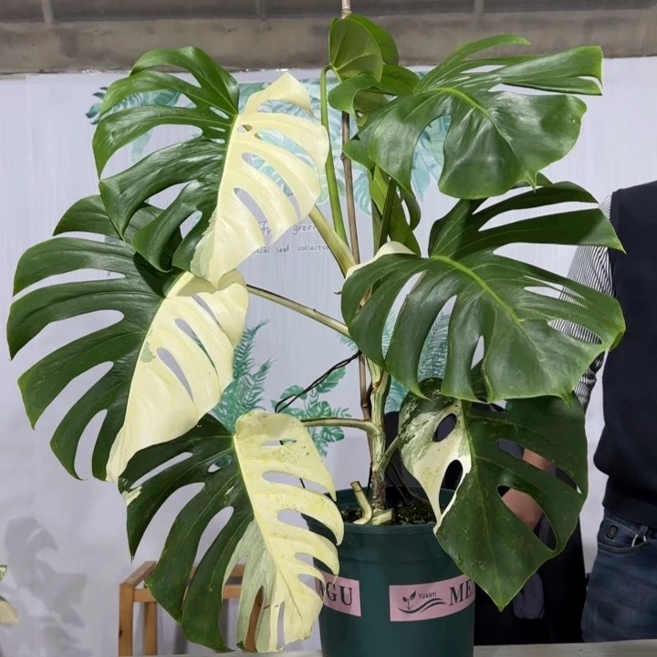 Z****周白龟11111111111111