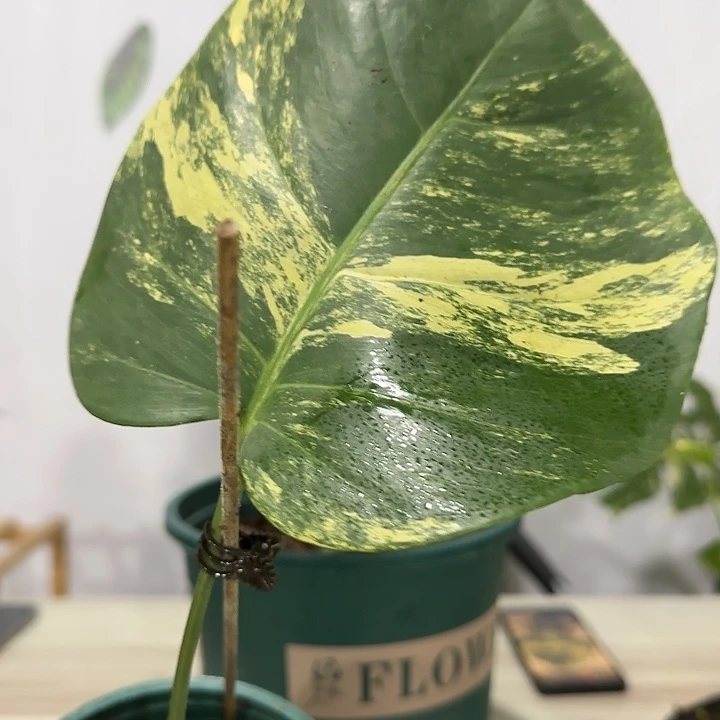 M*生单叶黄111111111111