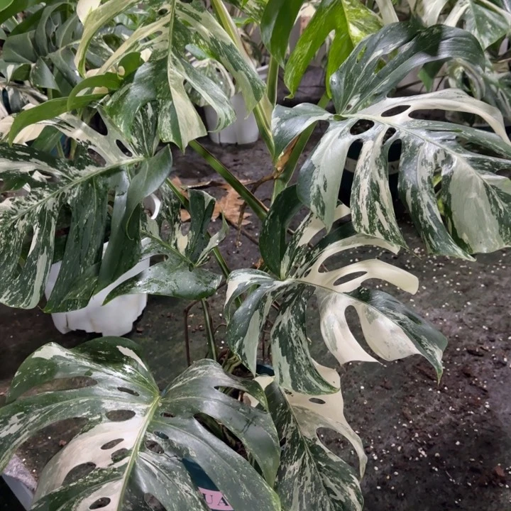 小**生白龟111111111111111