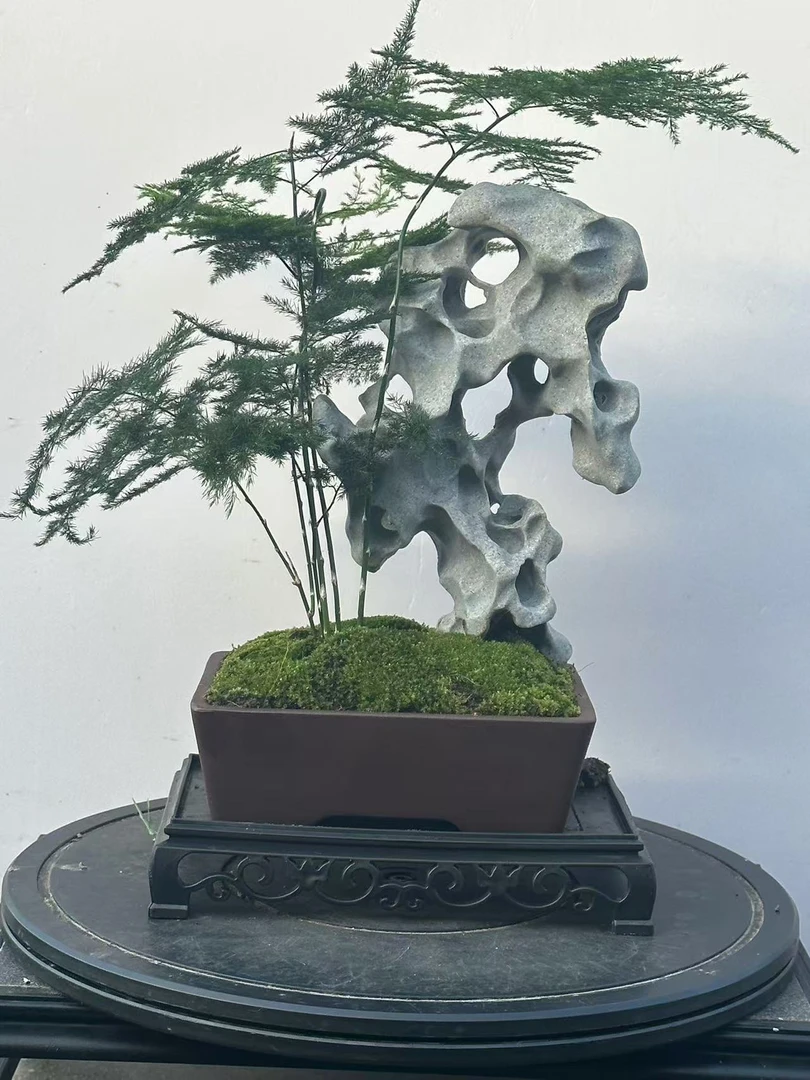 008#  桌面景观附石文竹盆景Z15