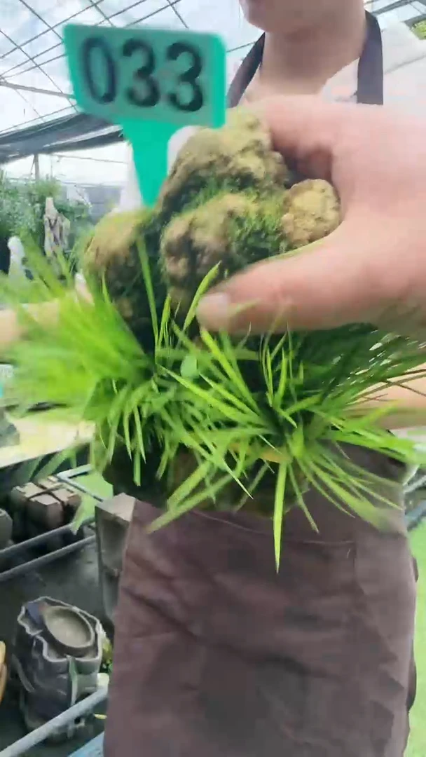 【闪购商品】33