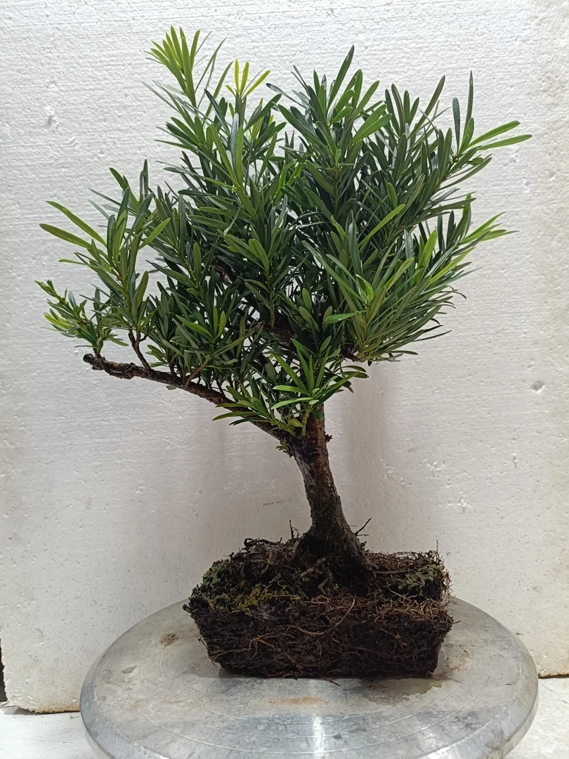 罗汉松盆景老桩树苗造型迎客松室内客厅盆栽大绿植雀舌罗汉松植物