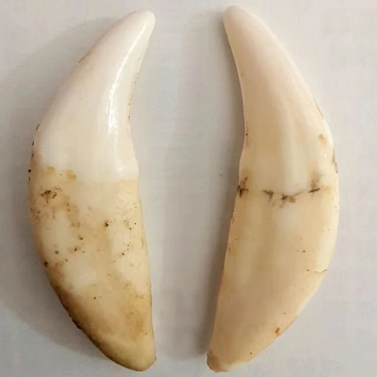 【精选5.3cm】保真黑狗牙藏獒大牙吊坠项链挂件手工创意饰品