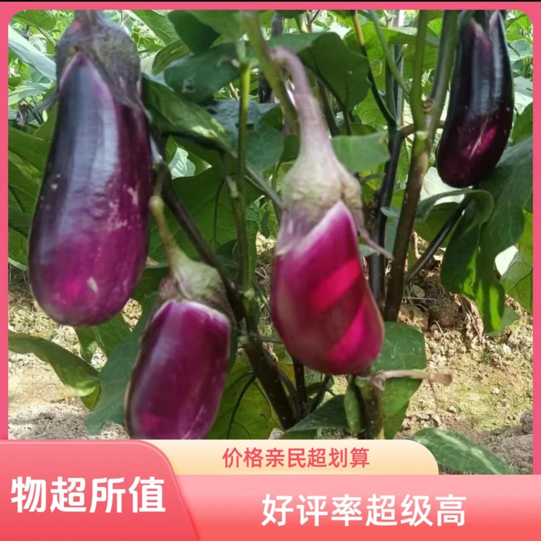 农家自种露天茄子