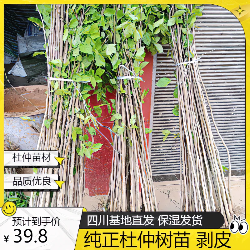 纯正杜仲树苗木丝棉树苗推荐剥皮用杜仲树苗四川杜仲树苗现挖保湿