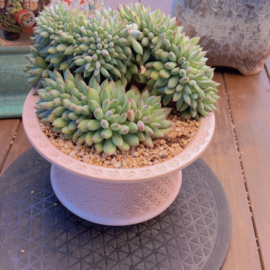 雲*處不带盆 寄养 多肉