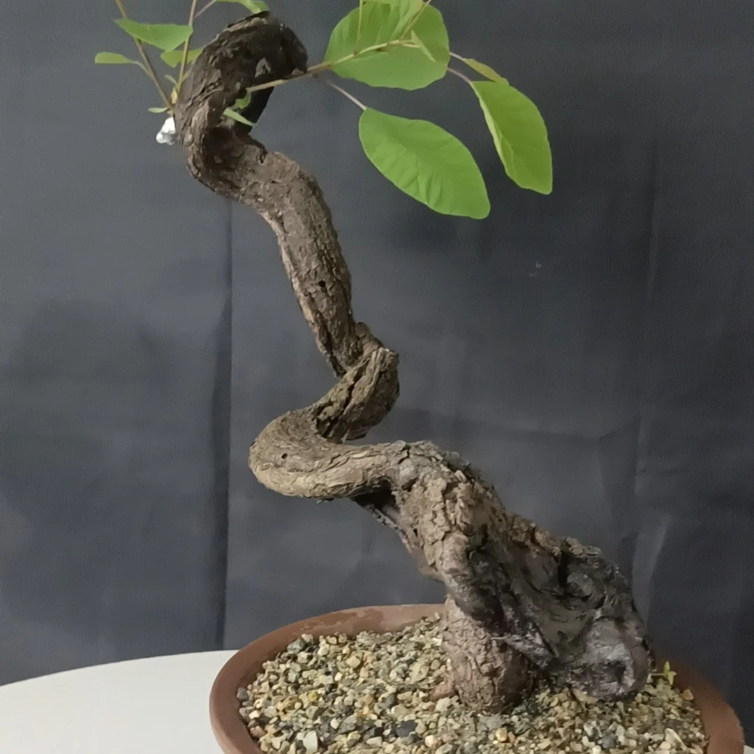 小店经营庭院精品黄栌，棠梨盆景一物一拍，灌木桩办公桌栽培植物