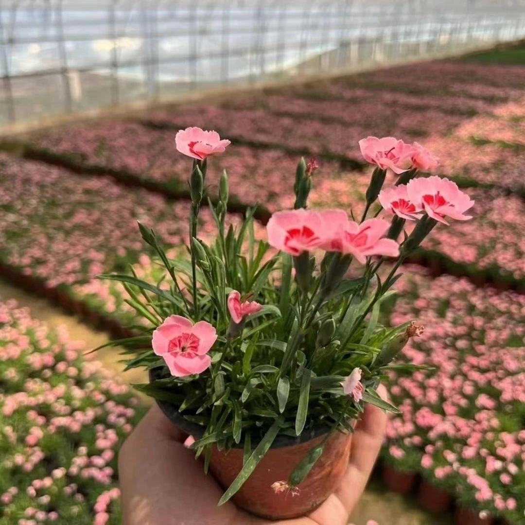 欧石竹蜜桃派四季开花耐寒耐热花庭院室内盆栽多年生植物