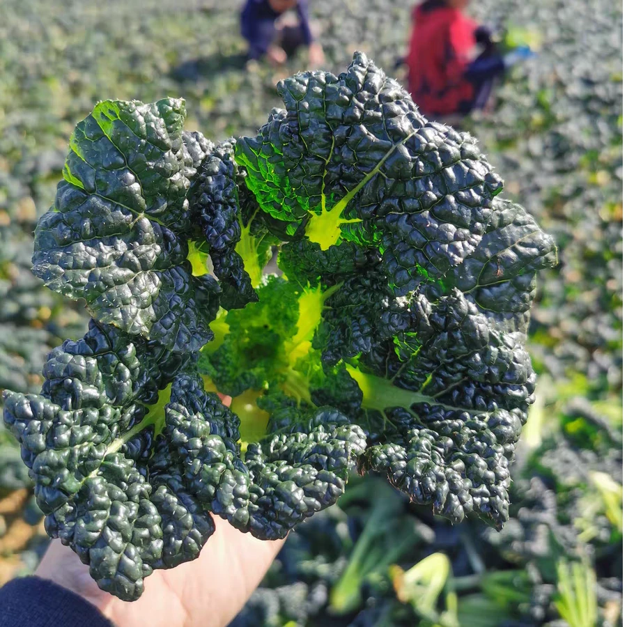 （猫小咪）随州特产泡泡青农家自种绿色蔬菜3斤5斤包邮