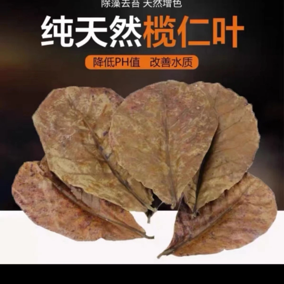 榄仁叶泰国斗鱼小型热带鱼龙鱼乌龟虾降酸天然懒人叶