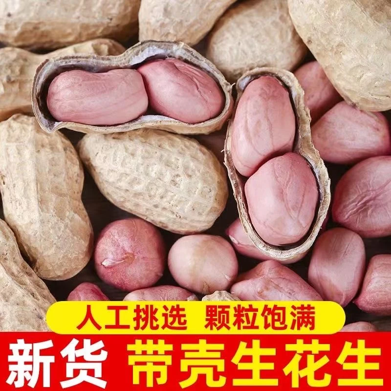 2024年带壳生花生新鲜晒干粉红皮花生果新货农家种植花生米生的