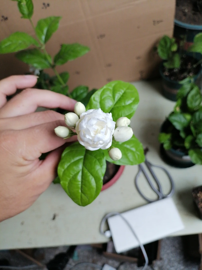 巴西菊花茉莉（一物一拍 扣收货后四位 主播让你截图后再付款）