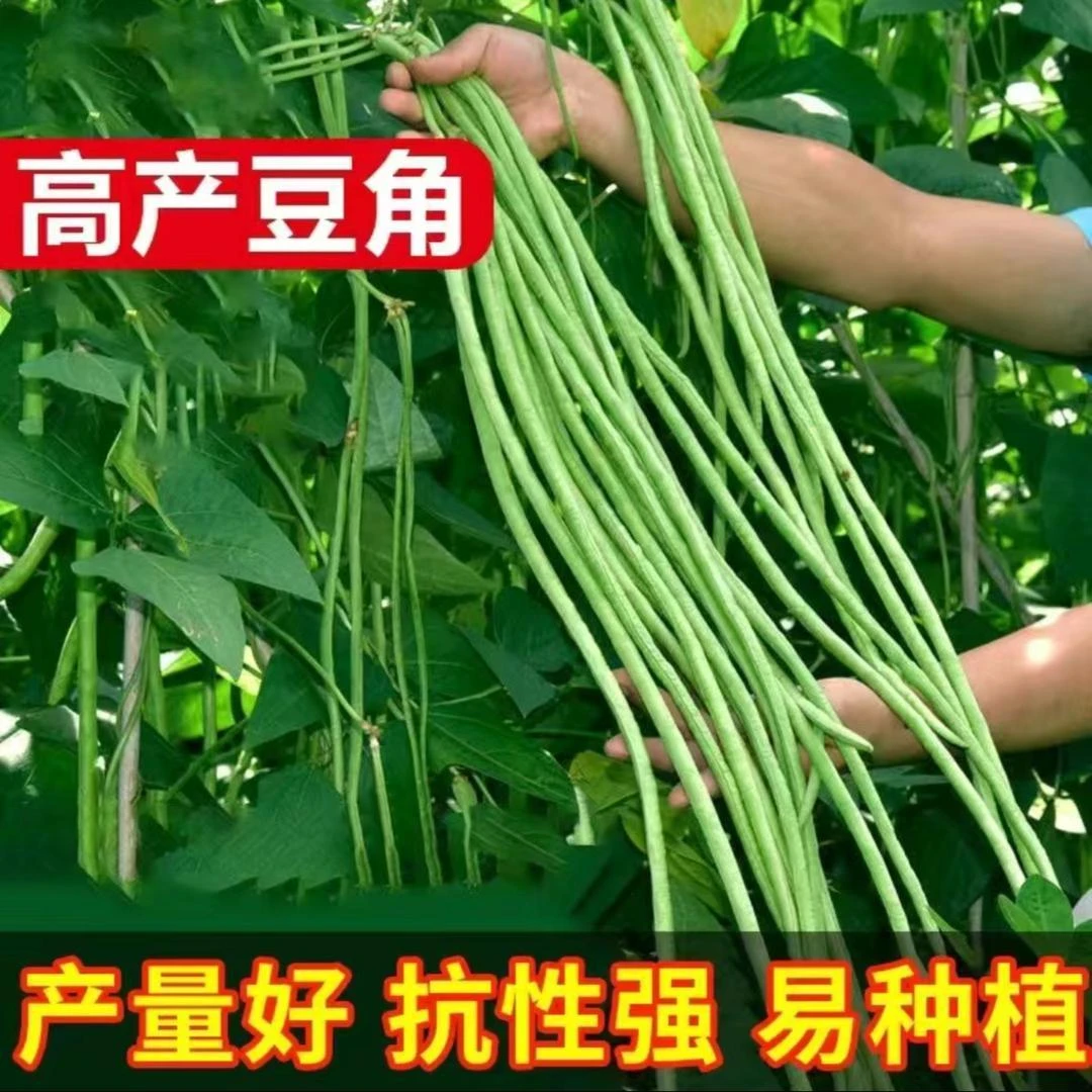 豆角苗豇豆苗豆角秧苗摘不败原生态带土秧苗新鲜阳台地栽蔬菜苗