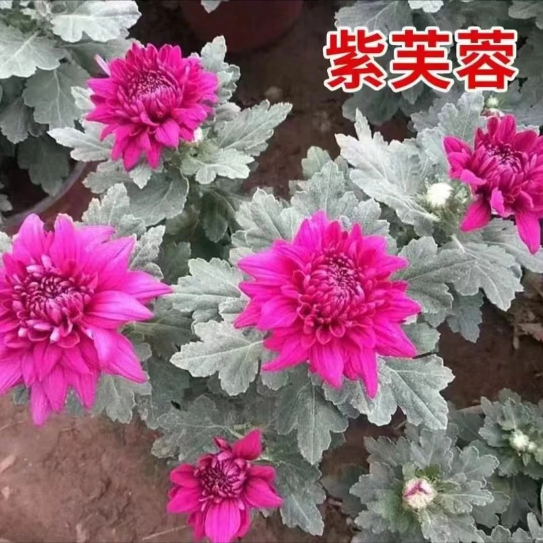 紫芙蓉菊花盆栽带花苞耐寒耐热多年生好养易活花苗