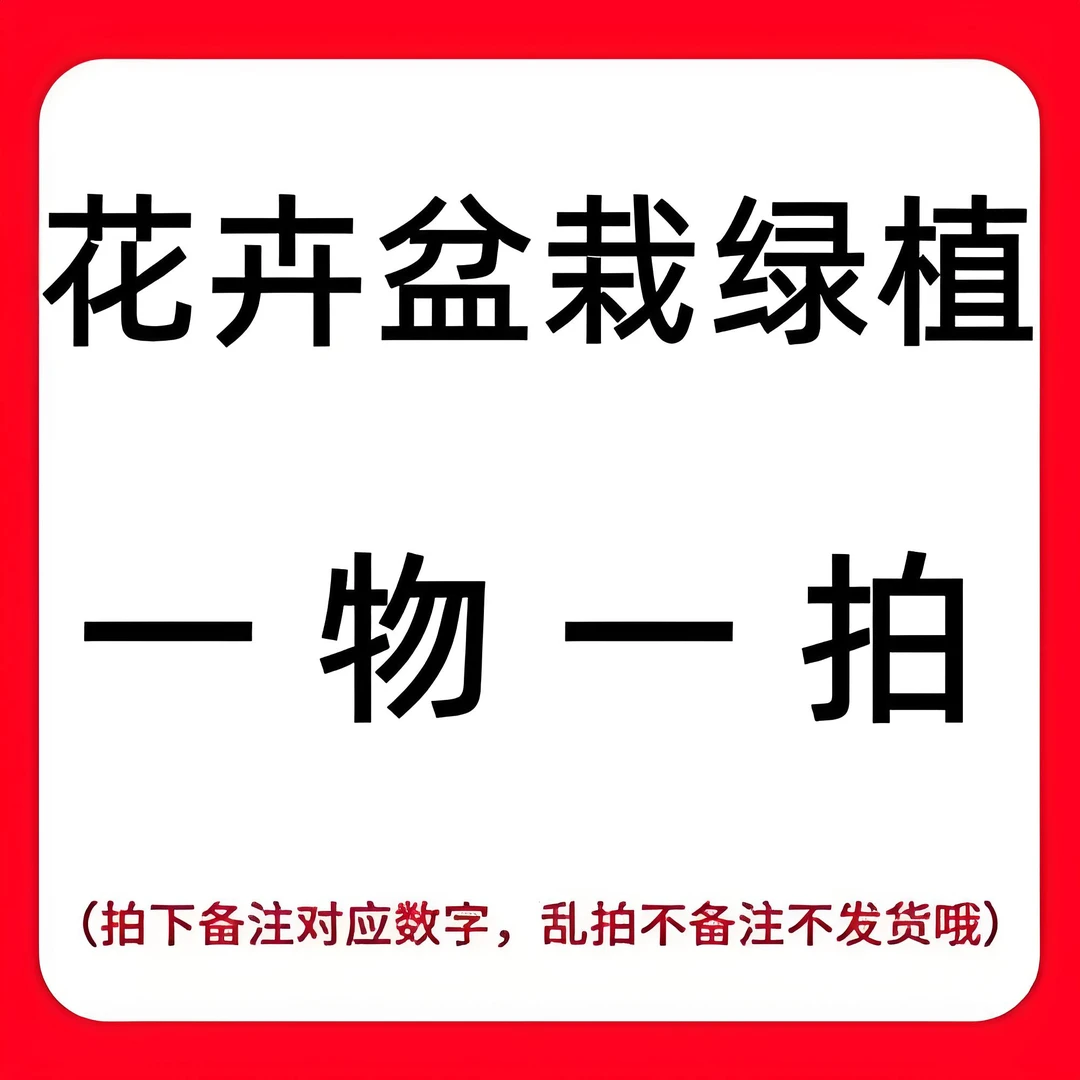 曼地亚红豆杉一物一拍一公一母两颗