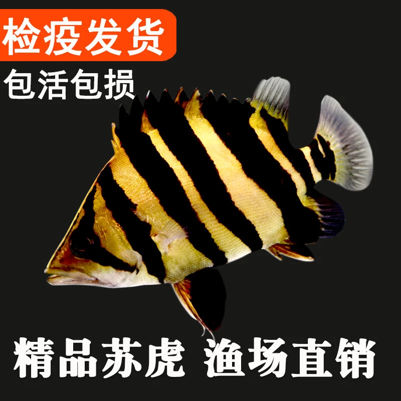 热带鱼苏门答腊四纹虎三纹虎泰国虎印尼虎观赏鱼龙鱼搭配活体饲养