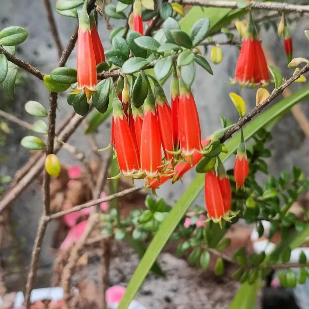 云南网红绿植树萝卜懒人盆栽 赏花赏叶赏桩